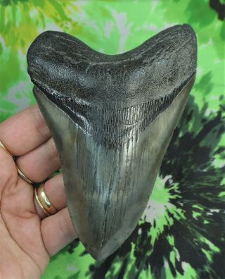 Megalodon Sharks Tooth 5 1/4  Inch No Restorations Fossil Sharks Teeth