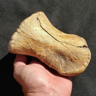 Large 6 Inch Fossil Dinosaur Hadrosaur Toe Bone Hell Creek Montana