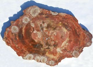 Huge,  Polished Arizona Petrified Wood Round,  With Fungal Pockets
