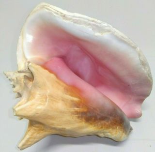 Large Natural Pink King Queen Conch Seashell Bahamian Horned Sea Shell Beach