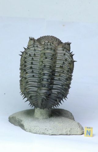 L55 - Spiny 3.  93 Inch Drotops armatus Middle Devonian Trilobite 3