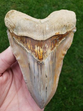 High End 5.  6 " Indonesian Megalodon With Crazy Ruffles Lfossil Shark Teeth