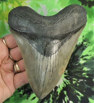 Megalodon Sharks Tooth 5 3/8  Inch Beauty No Restorations Fossil Sharks Teeth