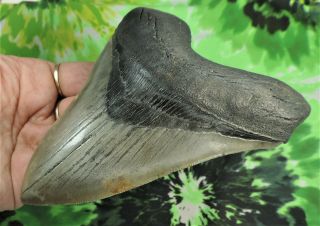 Megalodon Sharks Tooth 5 3/8  inch BEAUTY NO RESTORATIONS fossil sharks teeth 2