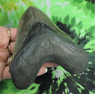 Megalodon Sharks Tooth 5 3/8  inch BEAUTY NO RESTORATIONS fossil sharks teeth 3