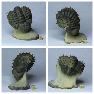 L32 - Spiny Rolled 3.  54 Inch Drotops Armatus Middle Devonian Trilobite