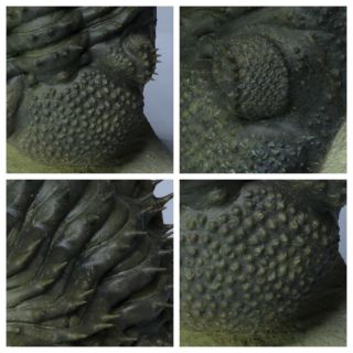 L32 - Spiny Rolled 3.  54 Inch Drotops armatus Middle Devonian Trilobite 2