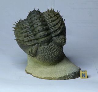L32 - Spiny Rolled 3.  54 Inch Drotops armatus Middle Devonian Trilobite 3