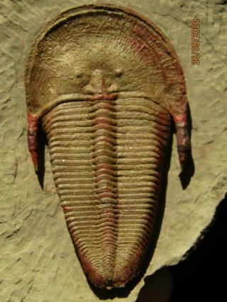 - - Museum Quality Big Trilobite.  Harpidesl Ordovician.  Morocco.  Nºh1