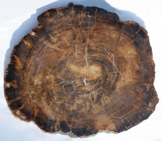 Very Large,  Polished Nevada Petrified Wood Round - Conifer