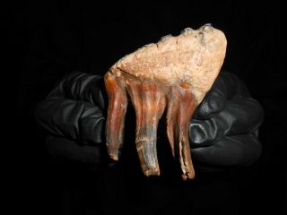 Rare Tooth Baby Woolly Mammoth ！！pleistocene Siberian Fossil！