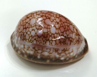 Shell Cypraea Broderipii S.  Africa 85,  1 Mm Spectacular Beauty
