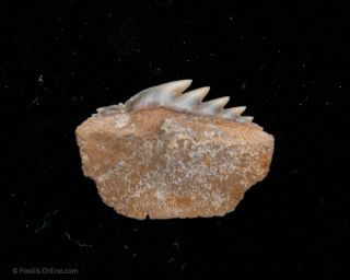 Rare Fossil Hexanchus Shark Tooth From Chile