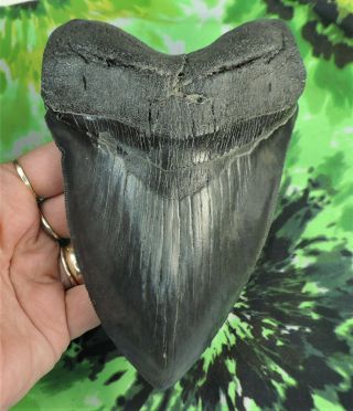 Megalodon Sharks Tooth 6 1/16  Inch Impressive Fossil Sharks Teeth Tooth