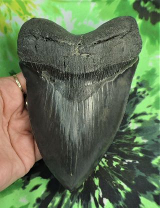 Megalodon Sharks Tooth 6 1/16  inch IMPRESSIVE fossil sharks teeth tooth 2