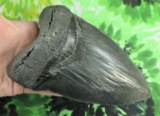 Megalodon Sharks Tooth 6 1/16  inch IMPRESSIVE fossil sharks teeth tooth 3