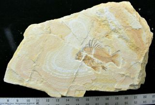 Priscacara Liops Ash Layer Fossil Fish Green River Formation Wyoming