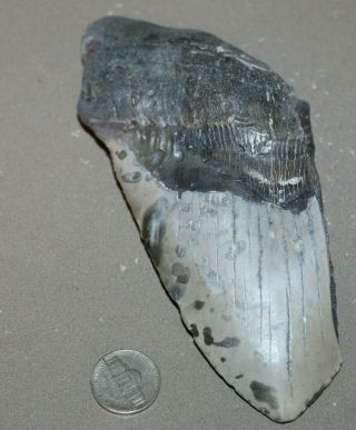 ;megalodon Fossil Giant Shark Teeth Natural Large 6.  34 " Huge Tooth