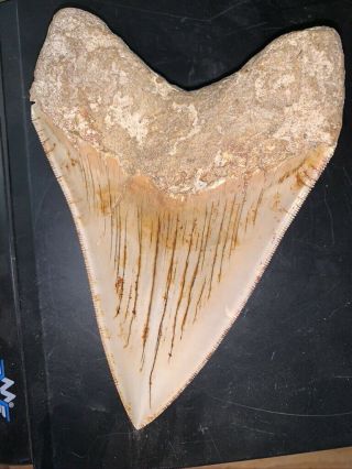 Megalodon Shark Tooth 5.  8 in.  COLORFUL INDONESIAN real asian fossil 2