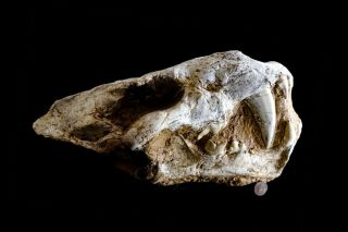 [htsh078] Rare Museum Grade Saber Saber - Toothed 32cm Homotherium Skull Fossil