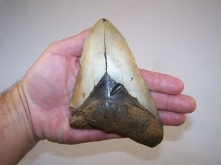 6.  03 " Megalodon Fossil Shark Tooth Teeth - 13.  3 Oz - No Restoration - Not Dinosaur
