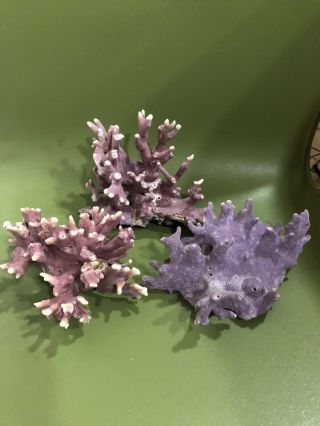 Purple California Hydrocoral.  Allopora Californica.  3 Piece Set