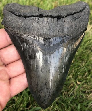 Killer Serrated 5.  049 " Megalodon Shark Tooth Fossil