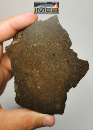 H12 - Rare NWA 13376 LL3.  4 Unequilibrated Chondrite Meteorite Endcut 105.  6g 2