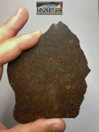 H6 - Rare NWA 13376 LL3.  4 Unequilibrated Chondrite Meteorite Slice 106.  4g 2