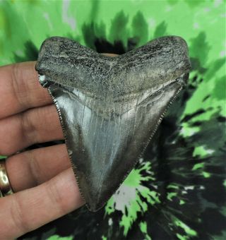 Chubutensis Sharks Tooth 3 1/16  Inch No Restorations Fossil Sharks Teeth