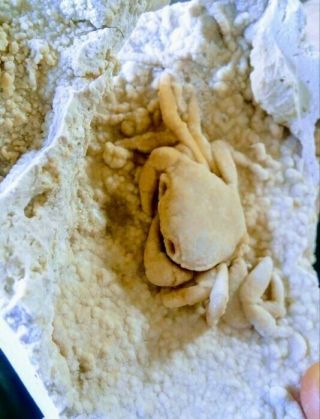 Potamon Fossil Crab Travertine