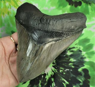Megalodon Sharks Tooth 5 11/16  inch fossil sharks teeth tooth 3