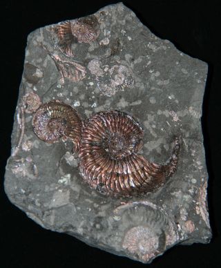 Ammonite Paramoeboceras Ilovaiskii Microconch Fossil Russia