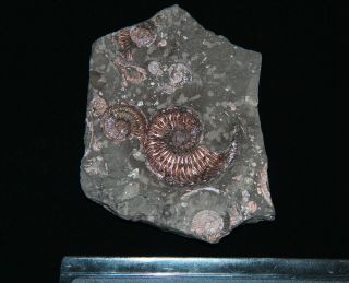 Ammonite Paramoeboceras ilovaiskii microconch Fossil Russia 2