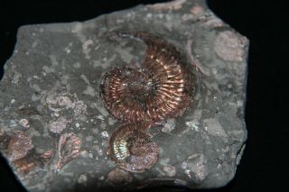 Ammonite Paramoeboceras ilovaiskii microconch Fossil Russia 3