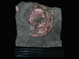 Ammonite Paramoeboceras Ilovaiskii Macroconch Fossil Russia