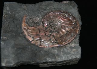 Ammonite Paramoeboceras ilovaiskii Macroconch Fossil Russia 2