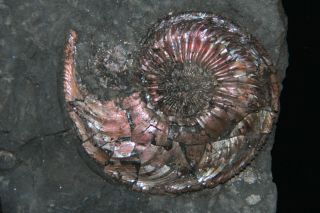 Ammonite Paramoeboceras ilovaiskii Macroconch Fossil Russia 3