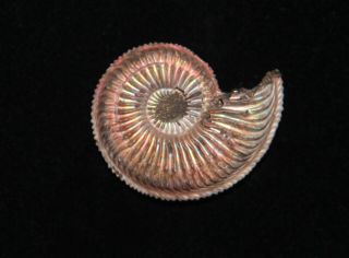 Ammonite Amoeboceras Fossil Callovian Russia 2