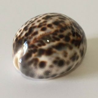 Tiger Cowrie Shell 3 "