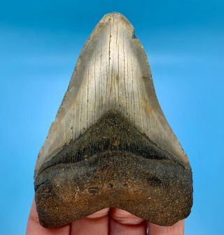4.  10” Megalodon Shark Tooth - - No Restoration