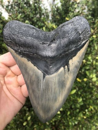 Massive 6.  24” Megalodon Tooth Fossil Shark Teeth