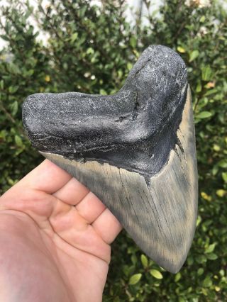 Massive 6.  24” Megalodon Tooth Fossil Shark Teeth 2