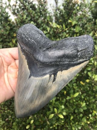 Massive 6.  24” Megalodon Tooth Fossil Shark Teeth 3