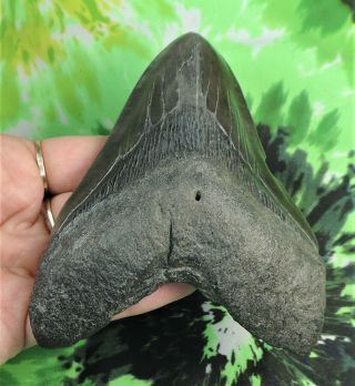 Megalodon Sharks Tooth 5 1/8  inch NO RESTORATIONS fossil sharks teeth tooth 2