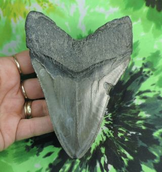 Megalodon Sharks Tooth 5 1/8  inch NO RESTORATIONS fossil sharks teeth tooth 3