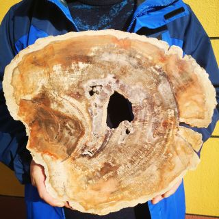 Fossil Petrified Wood Log Cross Section Polished Full Round Arizona Slab 4140g 2