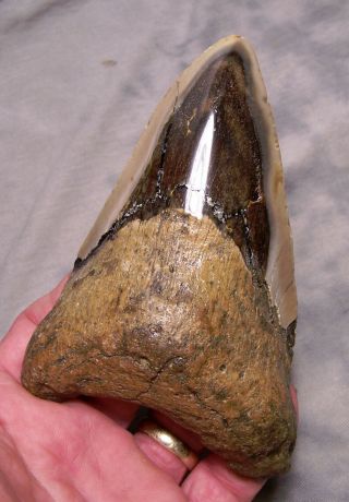 Megalodon Shark Tooth Shark Teeth Fossil Stunning Color 4 15/16 " Polished Jaw