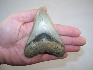 4.  44 " Megalodon Fossil Shark Tooth Teeth - 5.  0 Oz - Stand No Restoration
