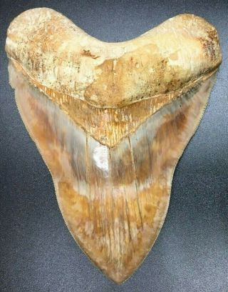 Heavy Investment Grade 5.  71 " Indonesian Megalodon Fossil Shark Teeth,  Real Tooth